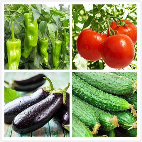 去平?jīng)鲇兰t生態(tài)園采摘有機(jī)蔬菜,把健康帶回家